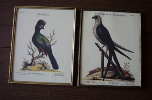 diy illustrated bird plates