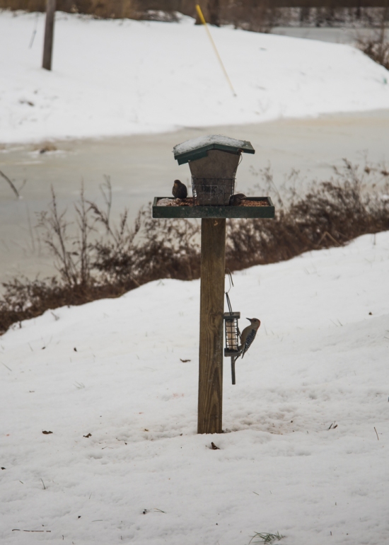 Bird Feeder in Wintertime Snow